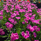 Dianthus 'Kahori'