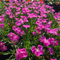 Dianthus 'Kahori'