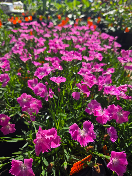 Dianthus 'Kahori'