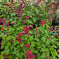 Salvia hybrida --Strawberry Sage--