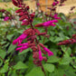 Salvia hybrida --Strawberry Sage--