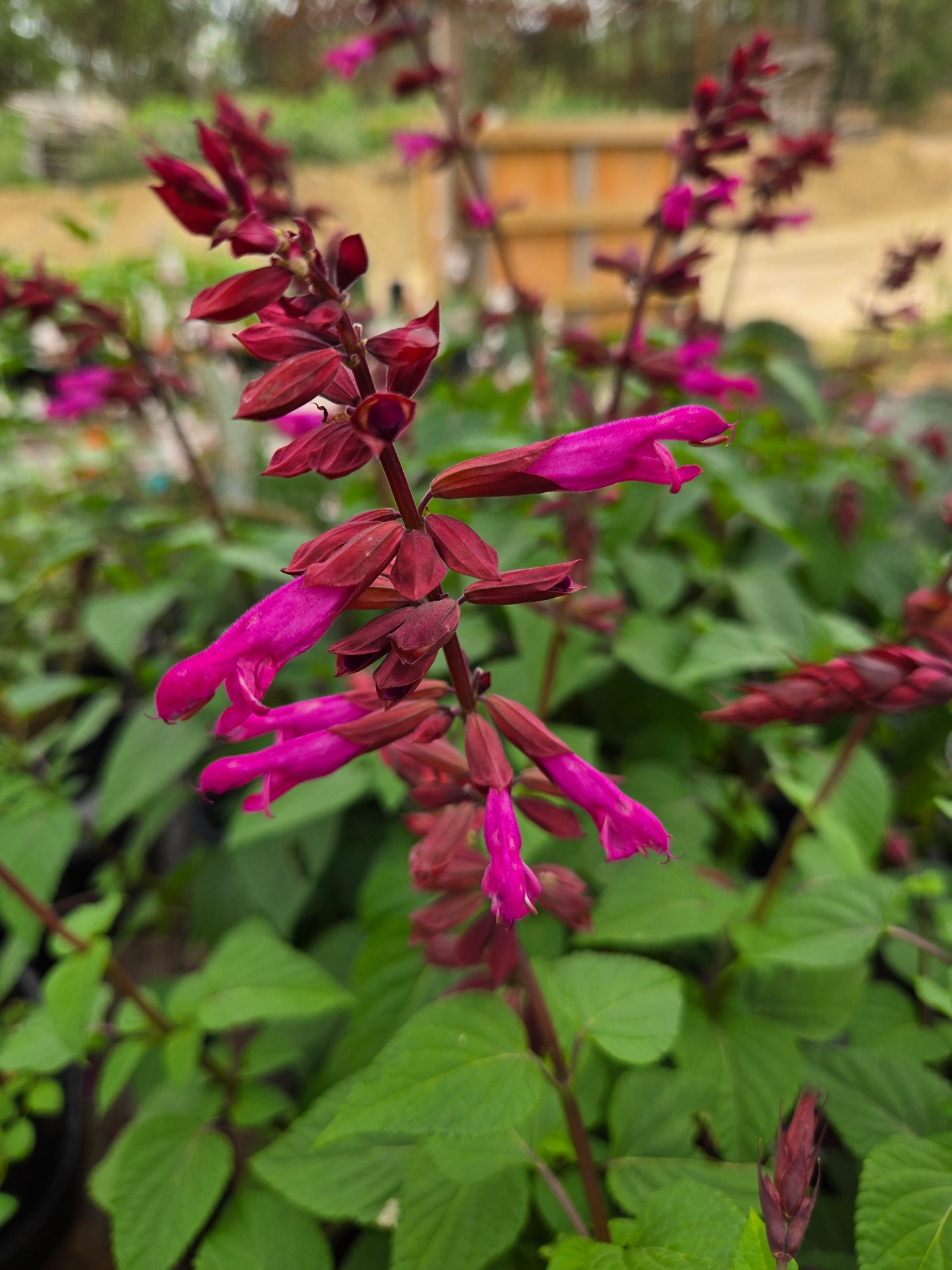 Salvia hybrida --Strawberry Sage--