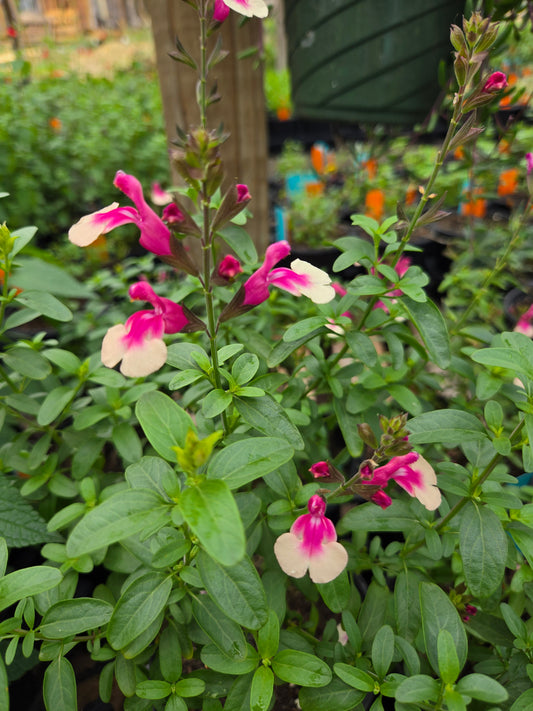 Salvia greggii --Rose and Cream Bicolor Autumn Sage--