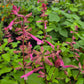 Salvia hybrida --Light Pink Sage--