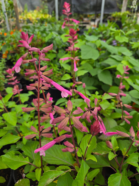 Salvia hybrida --Light Pink Sage--