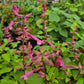 Salvia hybrida --Light Pink Sage--