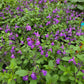 Salvia microphylla --Mesa Azure Mountain Sage--