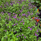 Salvia microphylla --Mesa Azure Mountain Sage--