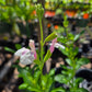 Salvia greggii --Teresa Autumn Sage--