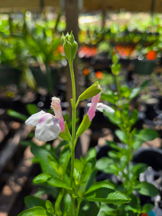 Salvia greggii --Teresa Autumn Sage--