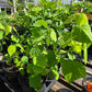 Malvaviscus drummondii --Big Momma Turk's Cap--