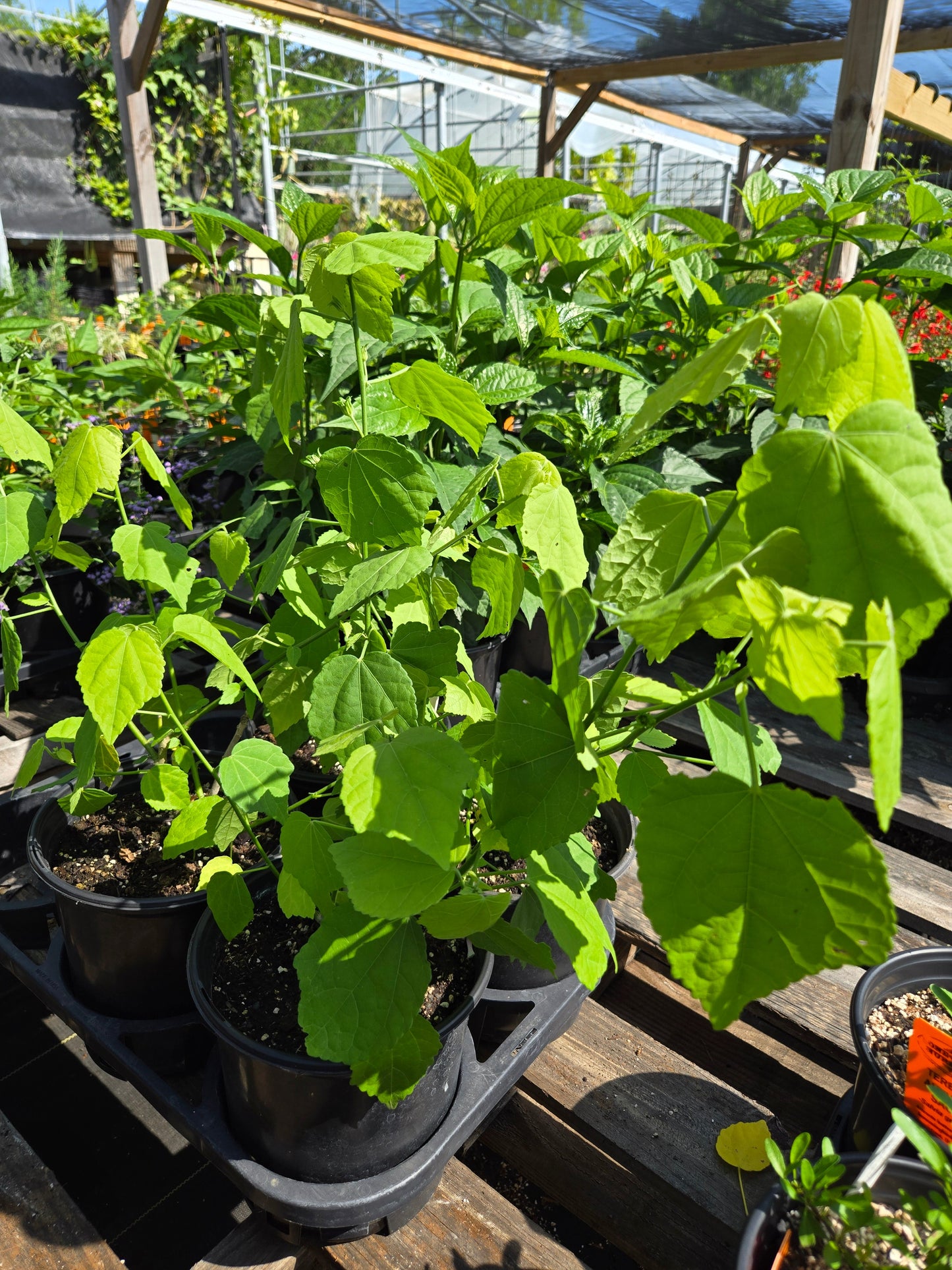 Malvaviscus drummondii --Big Momma Turk's Cap--
