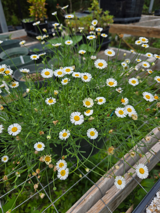 Erigeron modestus --Plains Fleabane--