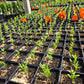 Asclepias asperula --Antelopehorn Milkweed--
