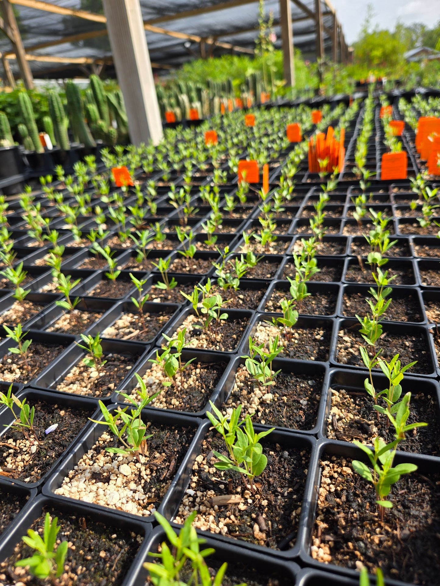 Asclepias asperula --Antelopehorn Milkweed--