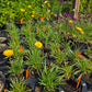Hymenoxys scaposa 'Travis' --Narrow-Leaf Four-Nerve Daisy--