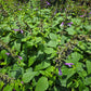 Salvia hybrida --Lavender Blue Dilly Sage--