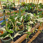 Syngonium podophyllum 'Albo-variegatum' --Variegated Arrowhead Vine--