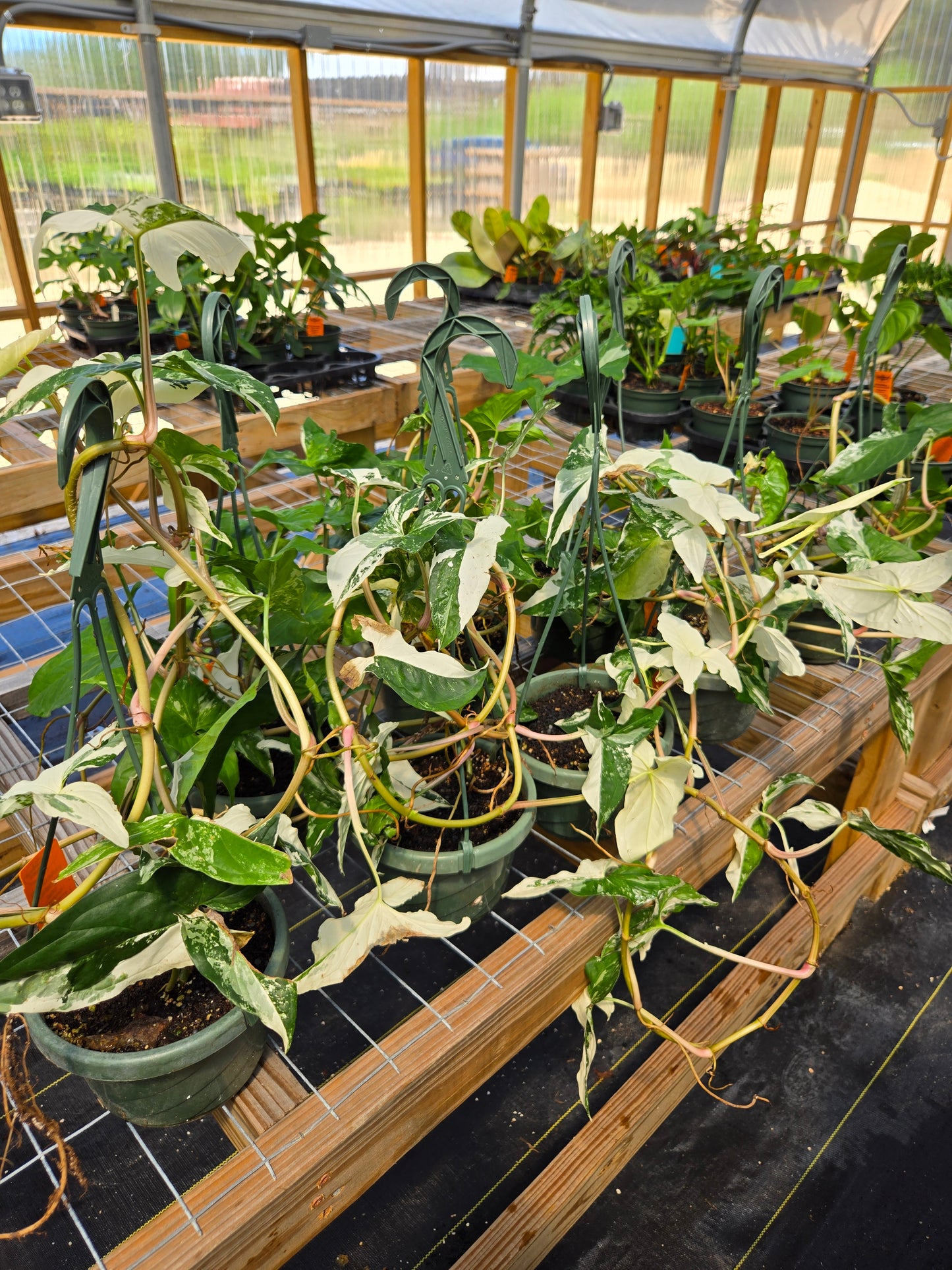 Syngonium podophyllum 'Albo-variegatum' --Variegated Arrowhead Vine--