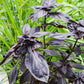 BASIL 'Red Freddy Genovese' --Ocimum basilicum--