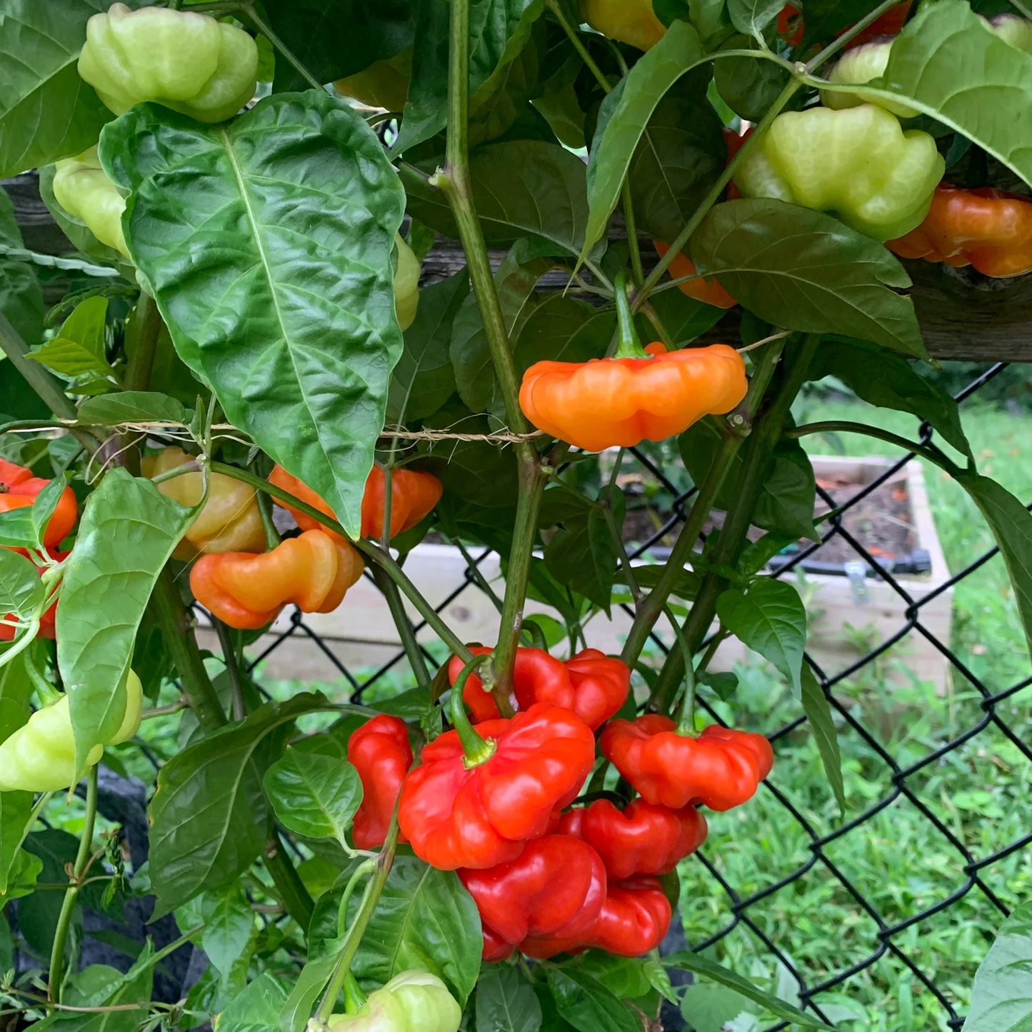PEPPER 'Ají Cachucha' --Capsicum chinense--