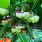 PEPPER 'Ají Cachucha' --Capsicum chinense--