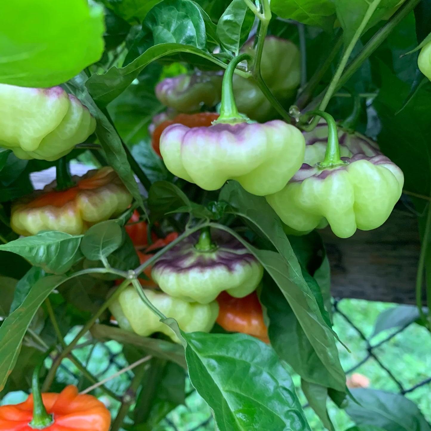 PEPPER 'Ají Cachucha' --Capsicum chinense--