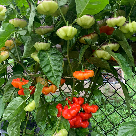 PEPPER 'Ají Cachucha' --Capsicum chinense--