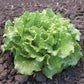 LETTUCE 'Nevada'