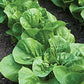 LETTUCE 'Little Caesar'