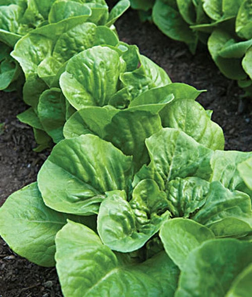 LETTUCE 'Little Caesar'