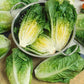 LETTUCE 'Little Caesar'