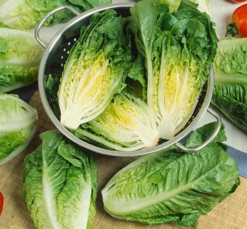 LETTUCE 'Little Caesar'