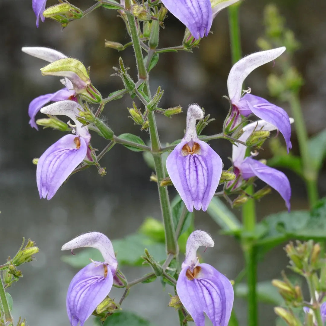 Brillantaisia owariensis --Giant Blue African Sage--