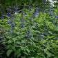 Salvia guaranitica --Black and Blue Sage--