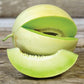 MELON 'Green Flesh Honeydew'