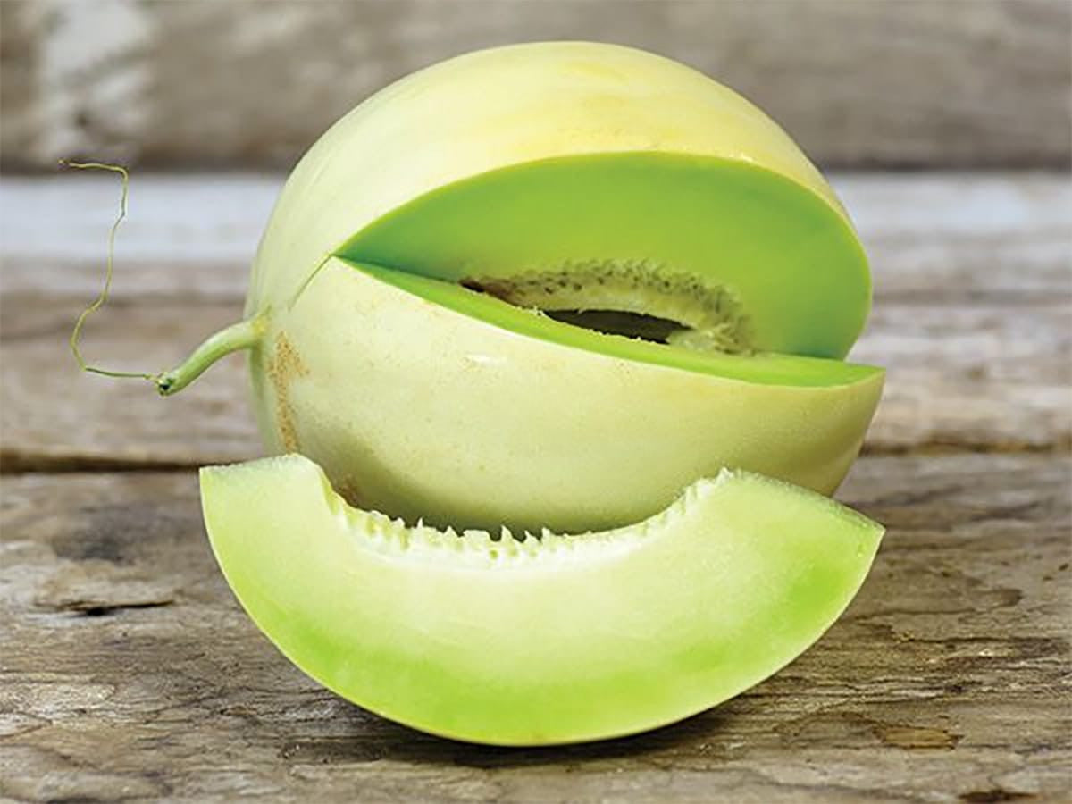 MELON 'Green Flesh Honeydew'