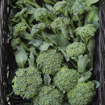 BROCCOLI 'Rasmus'