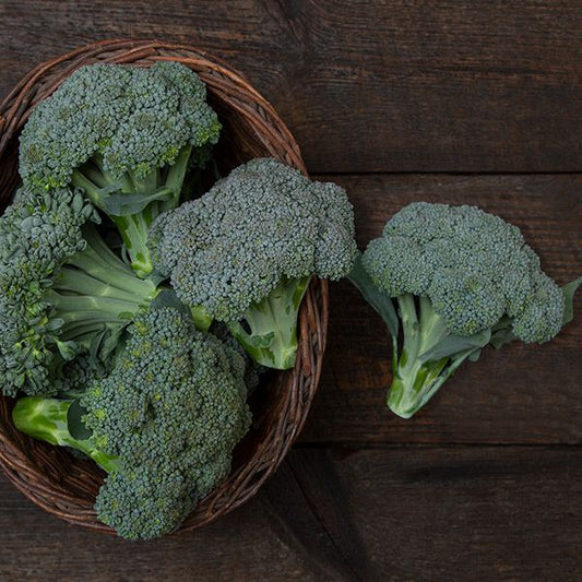 BROCCOLI 'Umpqua'