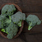 BROCCOLI 'Umpqua'