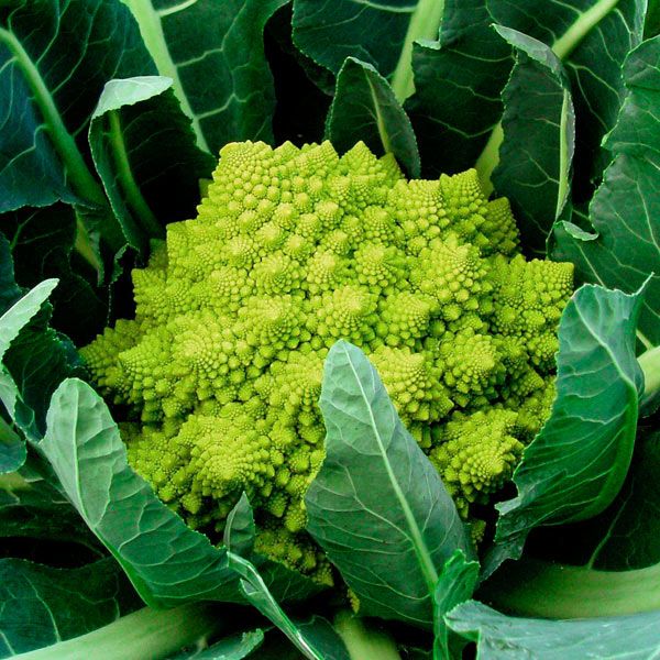 CAULIFLOWER 'Veronica'