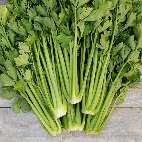 CELERY 'Tango'