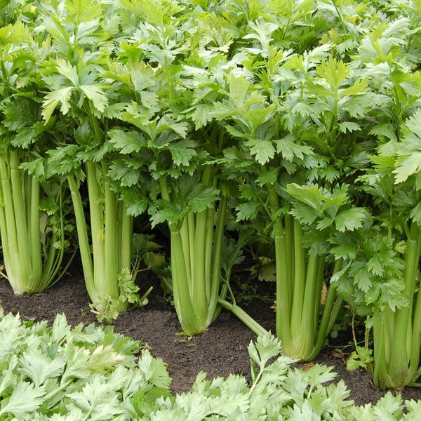 CELERY 'Tango'