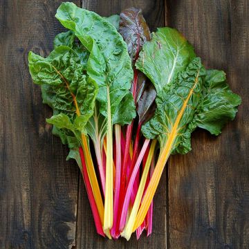 CHARD 'Peacock'