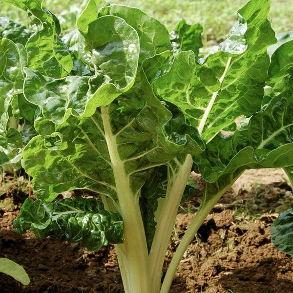 CHARD 'Silverado'