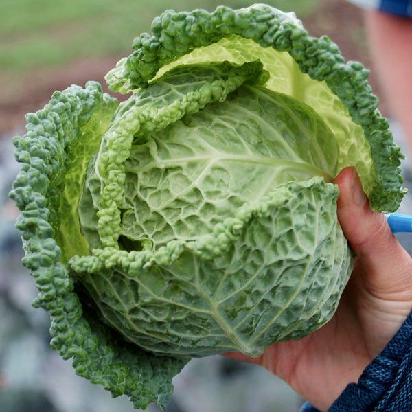 CABBAGE 'Famosa'