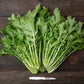 ASIAN GREENS 'Mizuna'