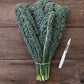KALE 'Ebony Dinosaur'