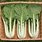 ASIAN GREENS 'Prize Pac Choy'