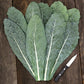 KALE 'Lacinato Dinosaur'